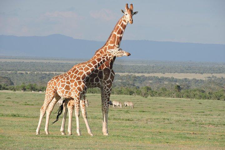 Safari nella fauna selvatica e alpinismo