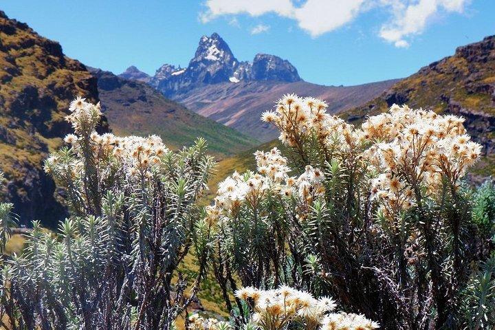 Safari nella fauna selvatica e alpinismo