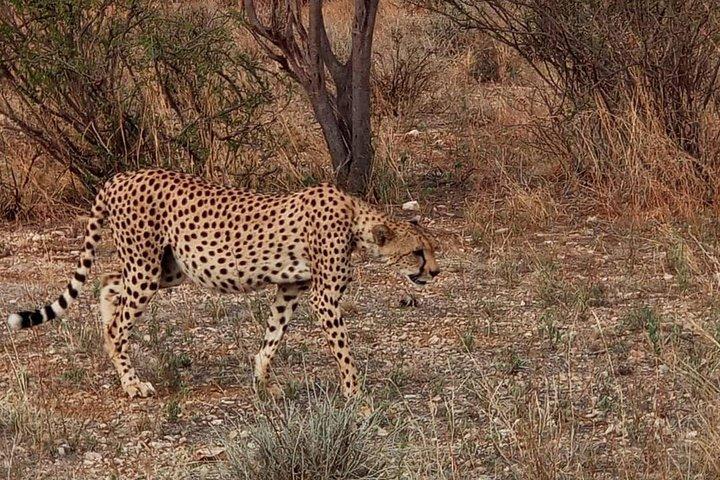 Safari nella fauna selvatica e alpinismo