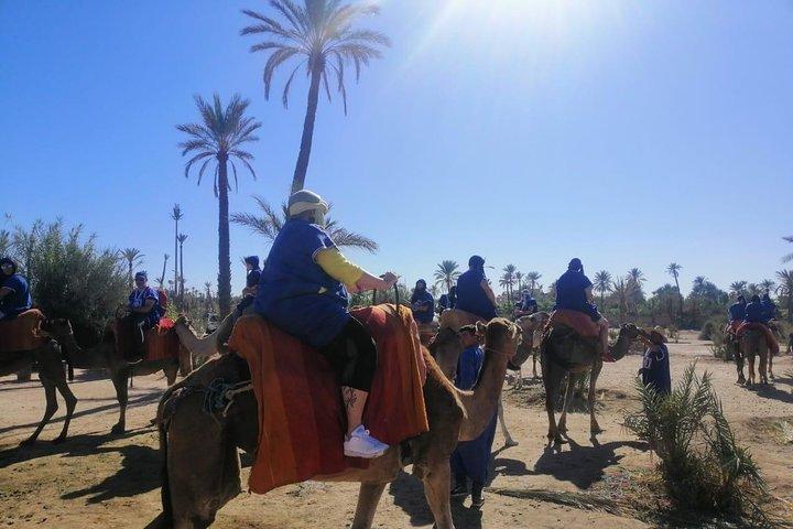 1 Hour Camel Ride in the palm groves of Marrakech