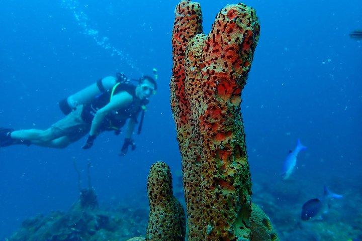 Diving Trip for Certified Divers.