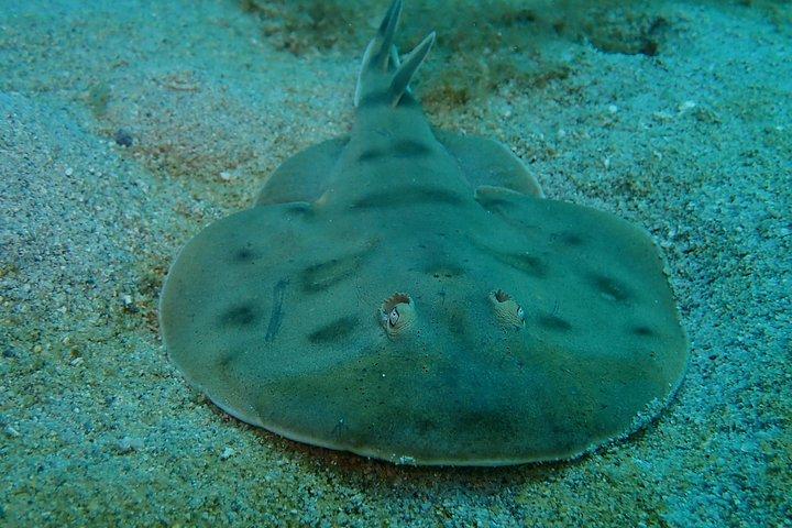 Salida de Buceo para Buzos Con Certificacion.
