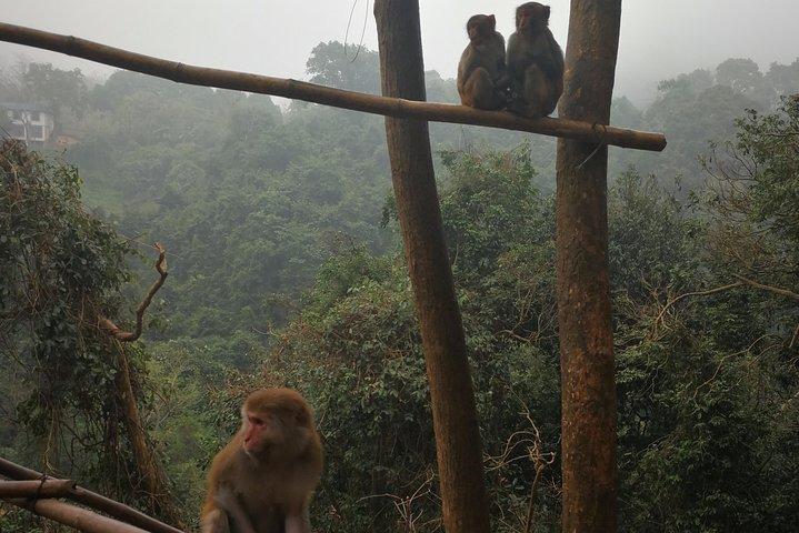 Caminata por la colina de los monos