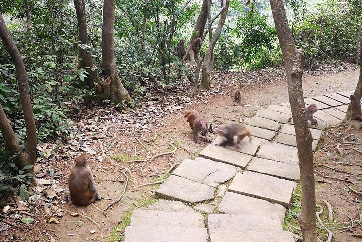 Caminata por la colina de los monos