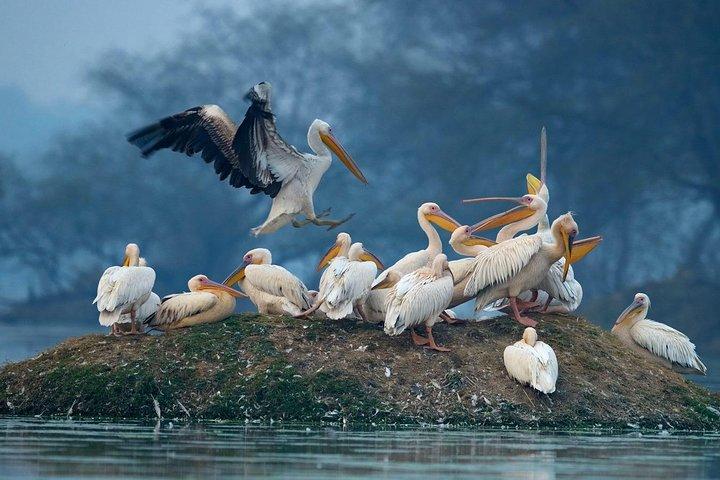 Tour guidato del Parco Nazionale Keoladeo Bird a Bharatpur da Jaipur