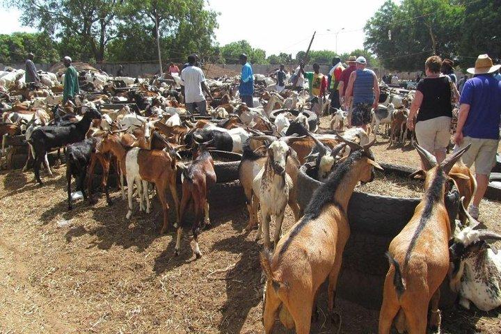 Genuine "4 Tours In 1 Day" (south of Gambia)