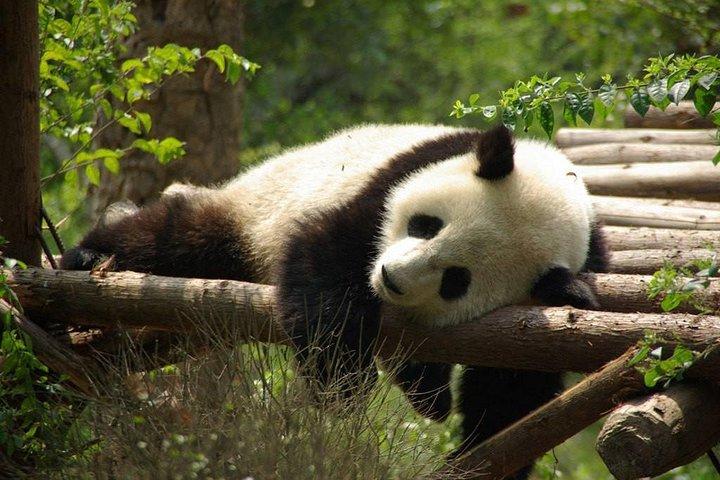 Visite privée d'une journée de Panda à Chengdu