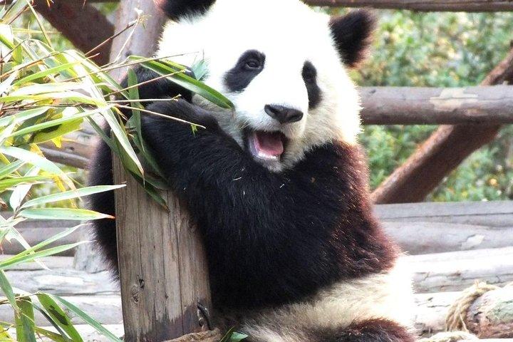 Visite privée d'une journée de Panda à Chengdu