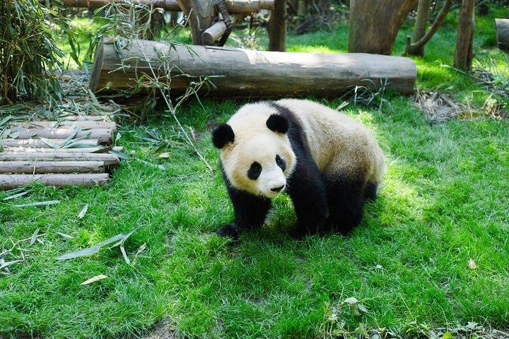 Visite privée d'une journée de Panda à Chengdu