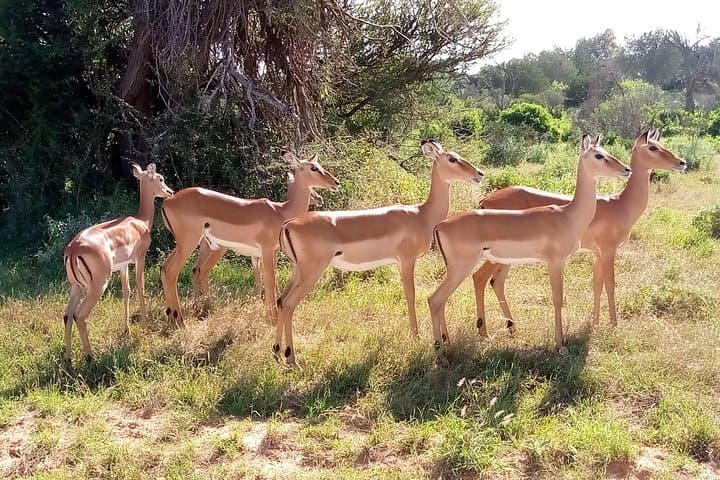 6 days guided safari: nairobi / lake nakuru / lake naivasha / masai mara n r