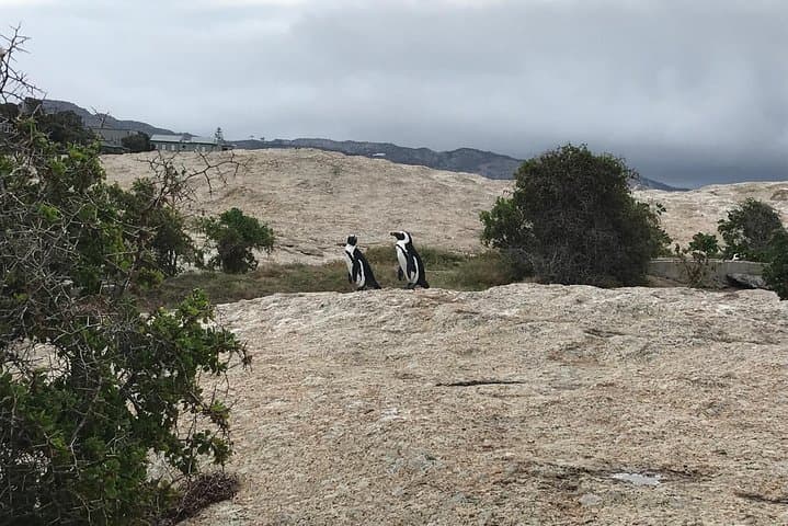 The Penguin Encounter