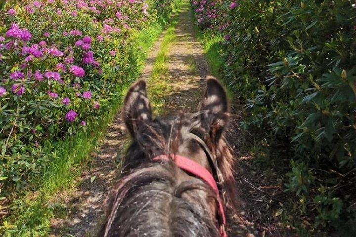Killarney National Park Ridning. Co Kerry. Guided. 1 time.