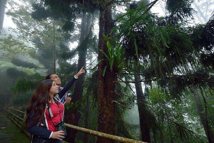 Día completo de Kinabalu Park y Poring Hot Spring Day Trip