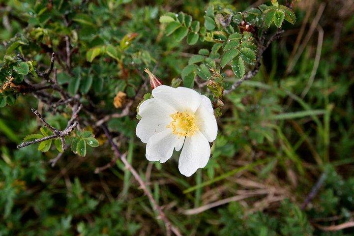 ストーンズ＆ストーリープライベートウォーク。 Burren、Co Clare。ガイド付き2時間。