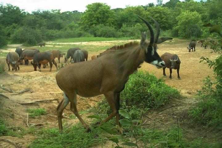 Tour de safari de 2 días
