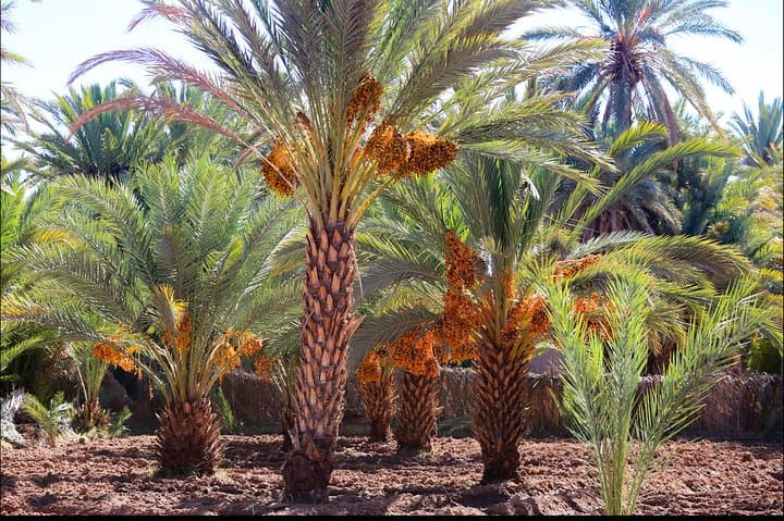 Day trip Ouarzazate Zagora