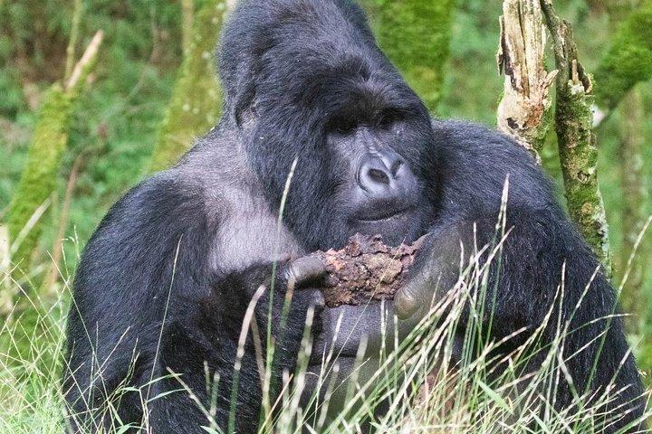 5-daagse Oeganda Gorilla, Chimpanzee en Wildlife Safari