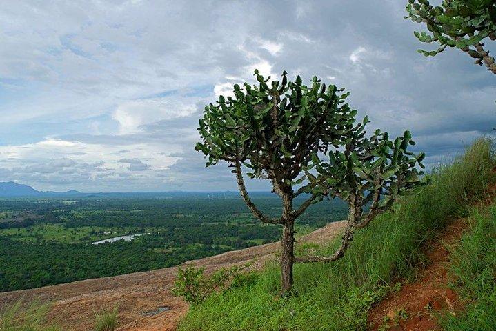 Pidurangala Tagestour von Negombo