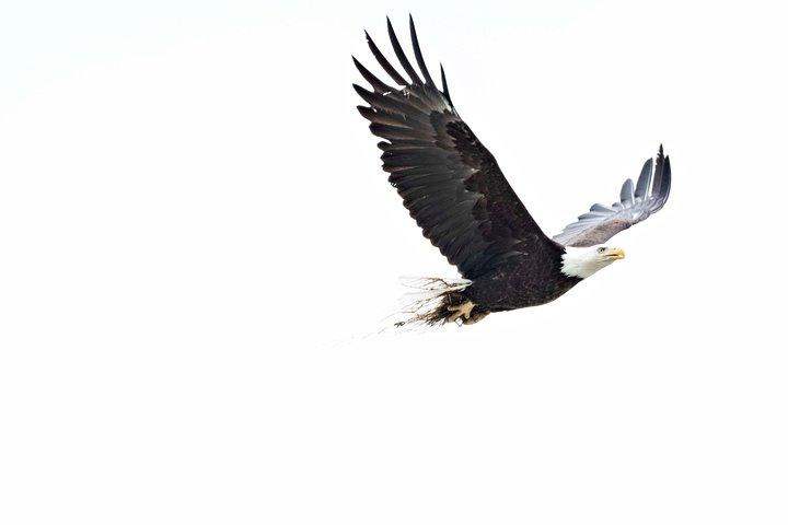Chilkoot Lake Natuur- en wildlifebezichtiging (2,5 uur in Haines)