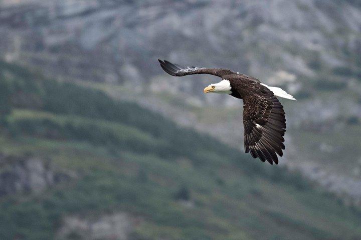 Chilkoot Lake Natuur- en wildlifebezichtiging (2,5 uur in Haines)