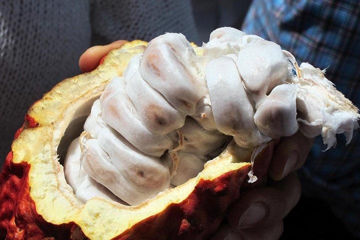 プラセンシアからのマヤチョコレート作りと滝の水泳