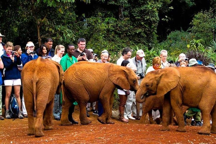 Elephant Orphanage Half-Day Tour from Nairobi