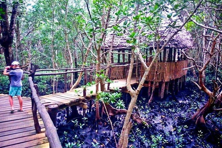 Bosque jozani