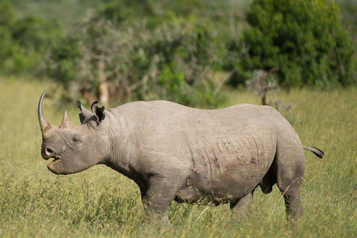 3-daagse Olpejeta Wildlife Conservancy Safari