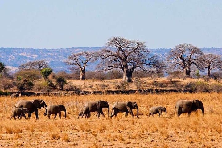 9 days Kenya Tanzania Safari