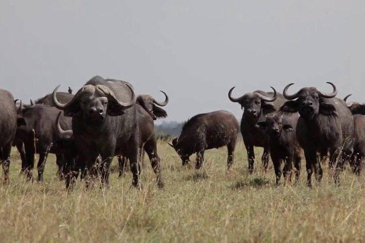 3 dagar Olpejeta Wildlife Conservancy Safari