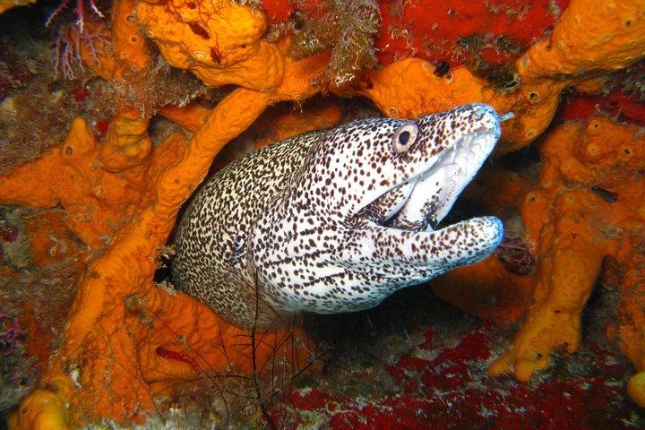 PADI Open Water kursus i Costa Adeje