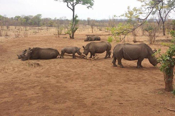 Pirschfahrt und Rhino Viewing Safari