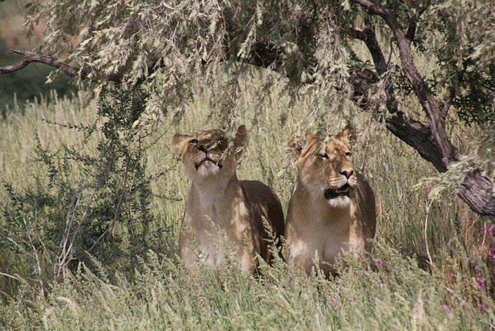 Chobe Day Trip -Botswana