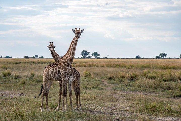 Pirschfahrt und Rhino Viewing Safari