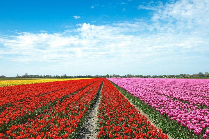 Amsterdam TulipFields of Hollandツアー