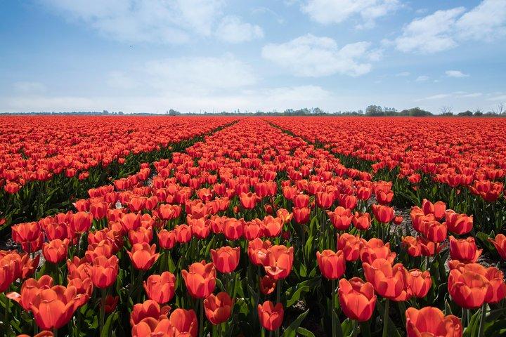 Amsterdam TulipFields of Hollandツアー