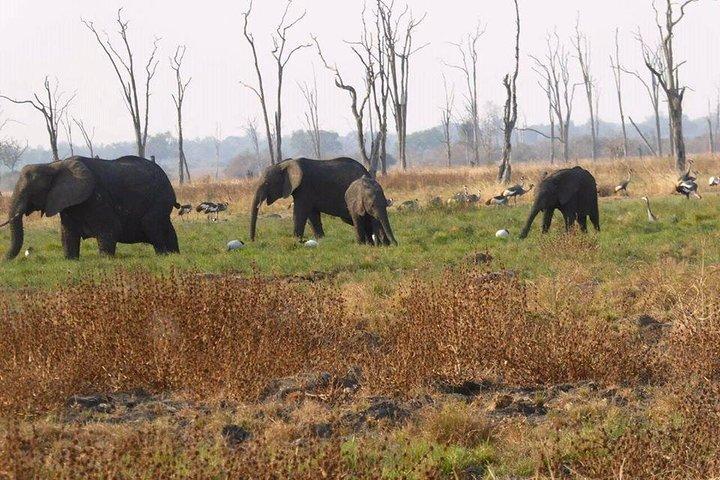 Chobe Day Trip -Botswana