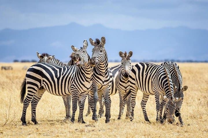 Nairobi National Park Safari- Big 4 Adventure Just Minutes Away