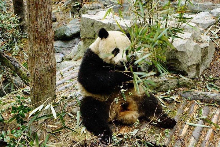 成都パンダツアーと地元文化体験