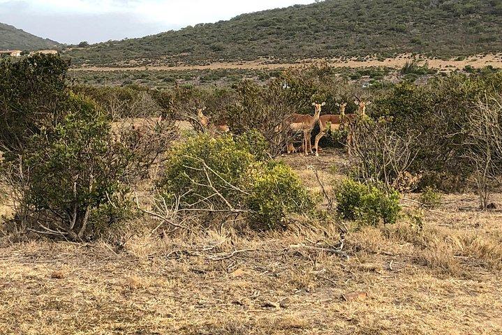 Safari Day Trip