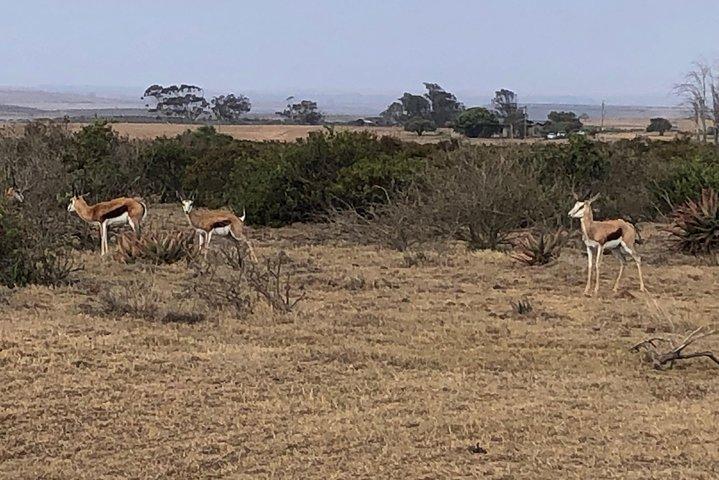 Safari Day Trip