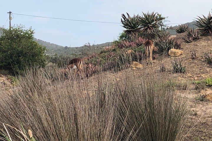 Safari Day Trip