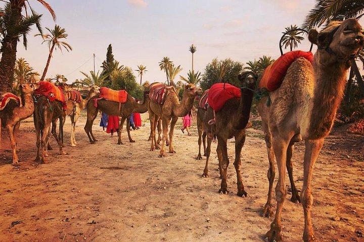 Sunset Camel Ride Tour In Marrakech Palm Groves