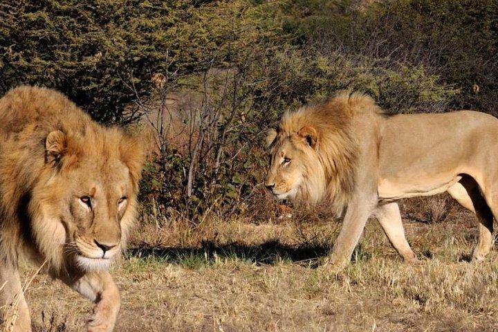 Hel dag - Hluhluwe Imfolozi Game Reserve 1 dagstur fra Durban
