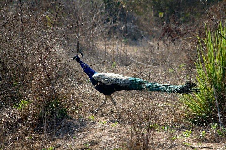 ケオラデオ国立公園(バーラトプル)のジャイプールバードウォッチングからの日帰りツアー