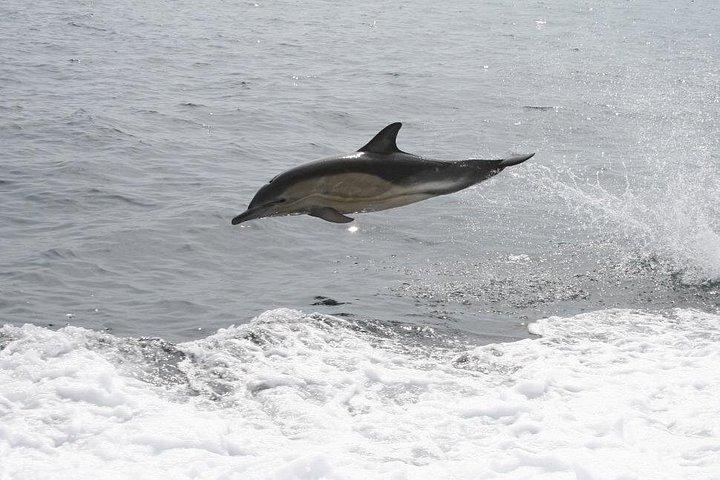Dingle Boat Tours Wildlife RIB Adventure
