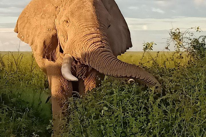 Safari speciale vegani