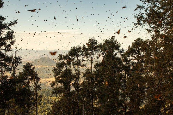 Monarch Butterfly Tour (Departing from Morelia)