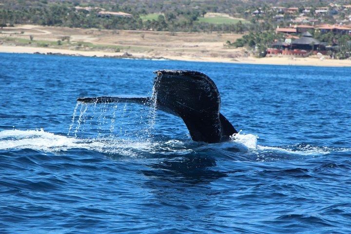 Elite Whale Watching Tour, experimentando a natureza!