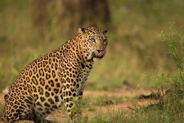 Safari im Jhalana Leopard Conservation Reserve, Jaipur